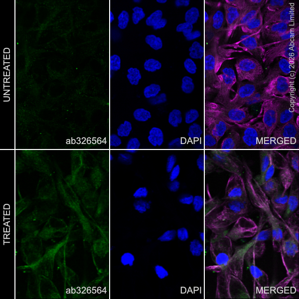 Goat Anti-Mouse IgG (Alexa Fluor® 594) preadsorbed secondary