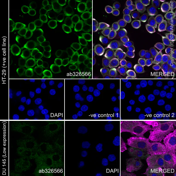 Immunocytochemistry/ Immunofluorescence - Goat Anti-Mouse IgG H&L (Alexa Fluor® 594) preadsorbed (AB150120)
