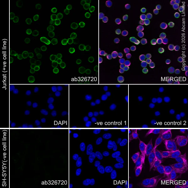 Immunocytochemistry/ Immunofluorescence - Goat Anti-Mouse IgG H&L (Alexa Fluor® 594) preadsorbed (AB150120)
