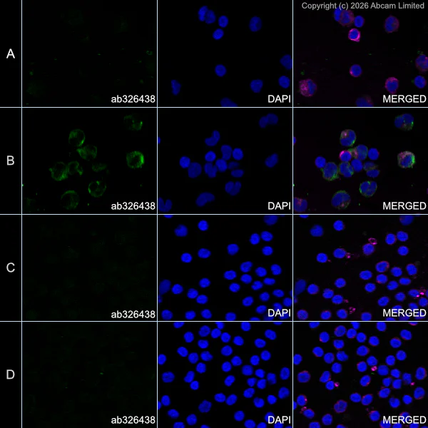 Immunocytochemistry/ Immunofluorescence - Goat Anti-Mouse IgG H&L (Alexa Fluor® 594) preadsorbed (AB150120)
