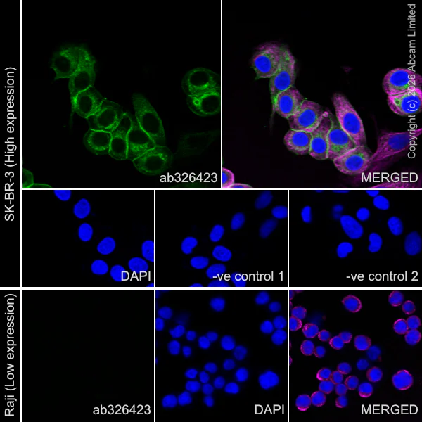 Immunocytochemistry/ Immunofluorescence - Goat Anti-Mouse IgG H&L (Alexa Fluor® 594) preadsorbed (AB150120)