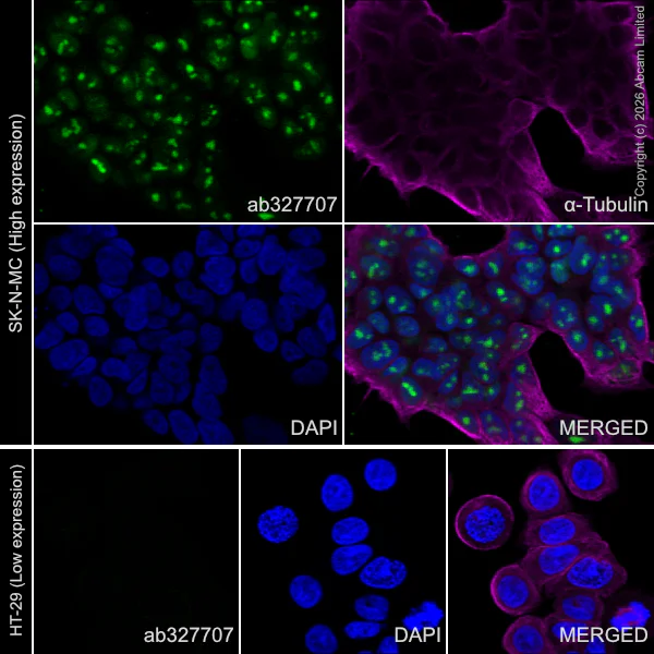 Immunocytochemistry/ Immunofluorescence - Goat Anti-Mouse IgG H&L (Alexa Fluor® 594) preadsorbed (AB150120)