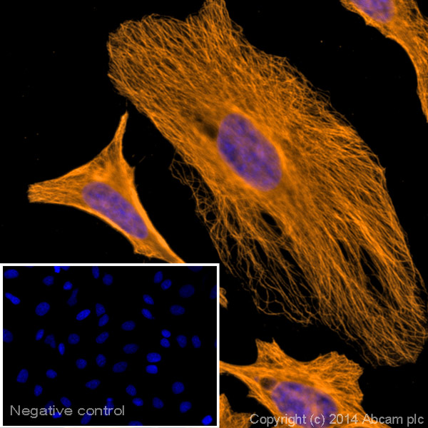 Immunocytochemistry/ Immunofluorescence - Goat Anti-Mouse IgG H&L (Alexa Fluor® 594) preadsorbed (AB150120), expandable thumbnail