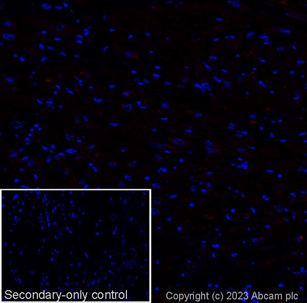 Immunohistochemistry (Frozen sections) - Goat Anti-Mouse IgG H&L (Alexa Fluor® 594) preadsorbed (ab150120), expandable thumbnail