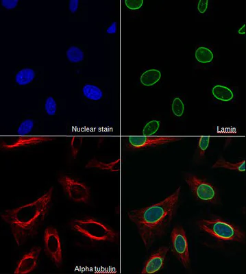 Immunocytochemistry/ Immunofluorescence - Goat Anti-Mouse IgG H&L (Alexa Fluor® 647) (AB150115)