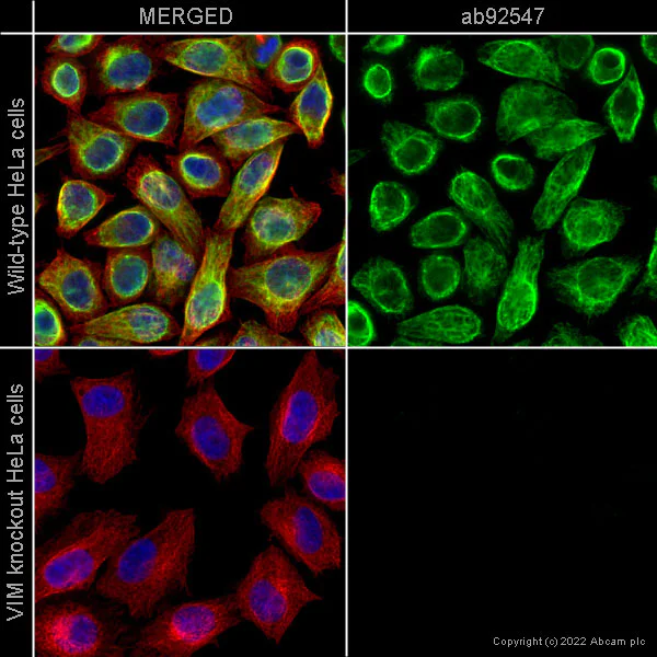 Immunocytochemistry/ Immunofluorescence - Goat Anti-Mouse IgG H&L (Alexa Fluor® 647) preadsorbed (AB150119)