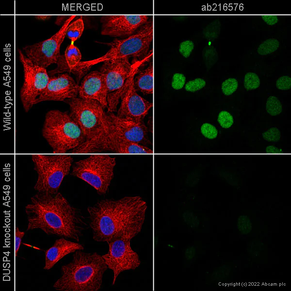 Immunocytochemistry/ Immunofluorescence - Goat Anti-Mouse IgG H&L (Alexa Fluor® 647) preadsorbed (AB150119)