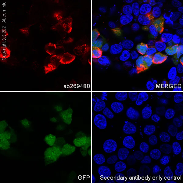 Immunocytochemistry/ Immunofluorescence - Goat Anti-Mouse IgG H&L (Alexa Fluor® 647) preadsorbed (AB150119)