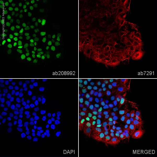 Immunocytochemistry/ Immunofluorescence - Goat Anti-Mouse IgG H&L (Alexa Fluor® 647) preadsorbed (AB150119)