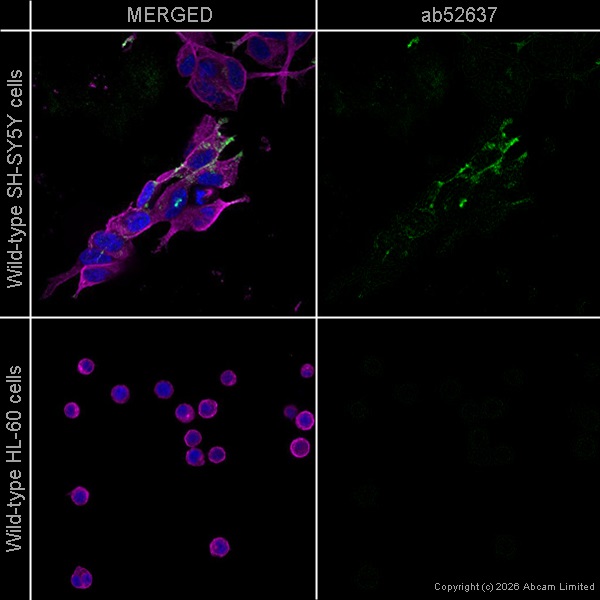 Goat Anti-Mouse IgG (Alexa Fluor® 647) preadsorbed secondary