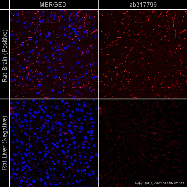 Immunohistochemistry (Formalin/PFA-fixed paraffin-embedded sections) - Goat Anti-Mouse IgG H&L (Alexa Fluor® 647) preadsorbed (AB150119)