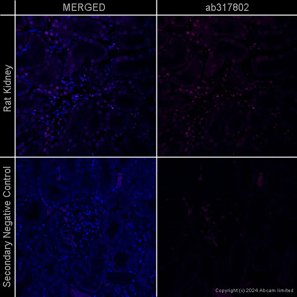 Immunohistochemistry (Formalin/PFA-fixed paraffin-embedded sections) - Goat Anti-Mouse IgG H&L (Alexa Fluor® 647) preadsorbed (AB150119)