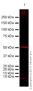 Western blot - Goat Anti-Mouse IgG H&L (Alexa Fluor® 680) (AB175775)