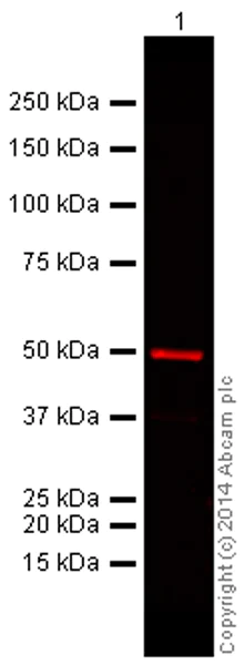 Western blot - Goat Anti-Mouse IgG H&L (Alexa Fluor® 680) preadsorbed (AB186694)