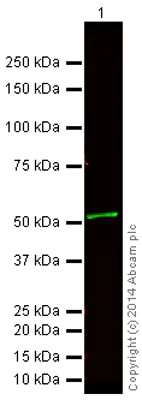 Western blot - Goat Anti-Mouse IgG H&L (Alexa Fluor® 750) (AB175740)