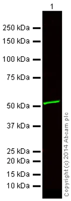 Western blot - Goat Anti-Mouse IgG H&L (Alexa Fluor® 750) preadsorbed (AB175741)