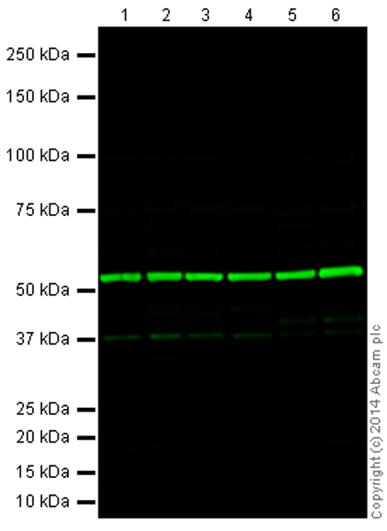 Western blot - Goat Anti-Mouse IgG H&L (Alexa Fluor® 790) (AB175783), expandable thumbnail