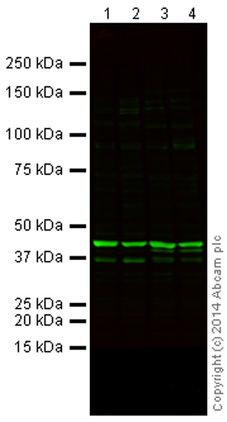 Western blot - Goat Anti-Mouse IgG H&L (Alexa Fluor® 790) (AB175783), expandable thumbnail