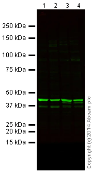Western blot - Goat Anti-Mouse IgG H&L (Alexa Fluor® 790) (AB175783)