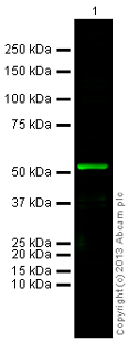 Western blot - Goat Anti-Mouse IgG H&L (Alexa Fluor® 790) (AB175783), expandable thumbnail