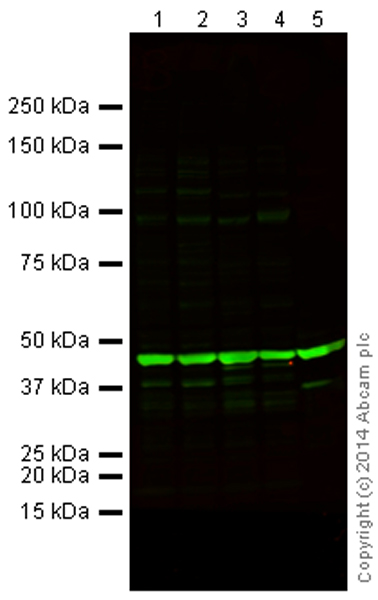 Western blot - Goat Anti-Mouse IgG H&L (Alexa Fluor® 790) (AB175783), expandable thumbnail