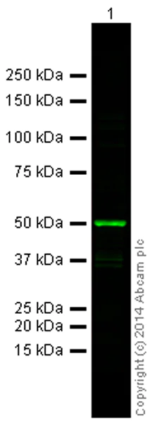 Western blot - Goat Anti-Mouse IgG H&L (Alexa Fluor® 790) preadsorbed (AB186695)