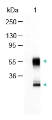 Western blot - Goat Anti-Mouse IgG H&L (Alkaline Phosphatase) (AB6790)