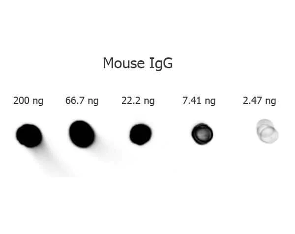 Dot Blot - Goat Anti-Mouse IgG H&L (Alkaline Phosphatase) preadsorbed (AB7069)