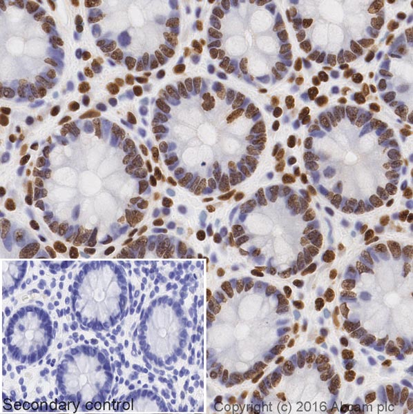 Immunohistochemistry (Formalin/PFA-fixed paraffin-embedded sections) - Goat Anti-Mouse IgG H&L (Biotin) (AB207996), expandable thumbnail