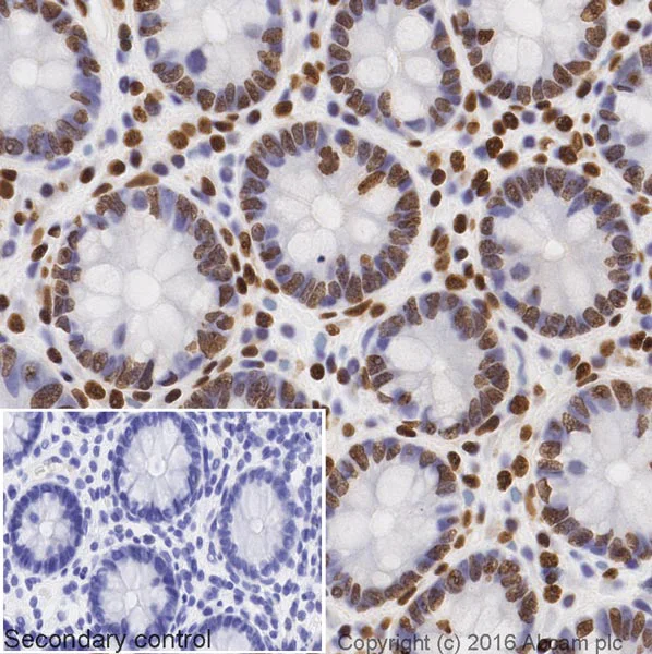 Immunohistochemistry (Formalin/PFA-fixed paraffin-embedded sections) - Goat Anti-Mouse IgG H&L (Biotin) (AB207996)