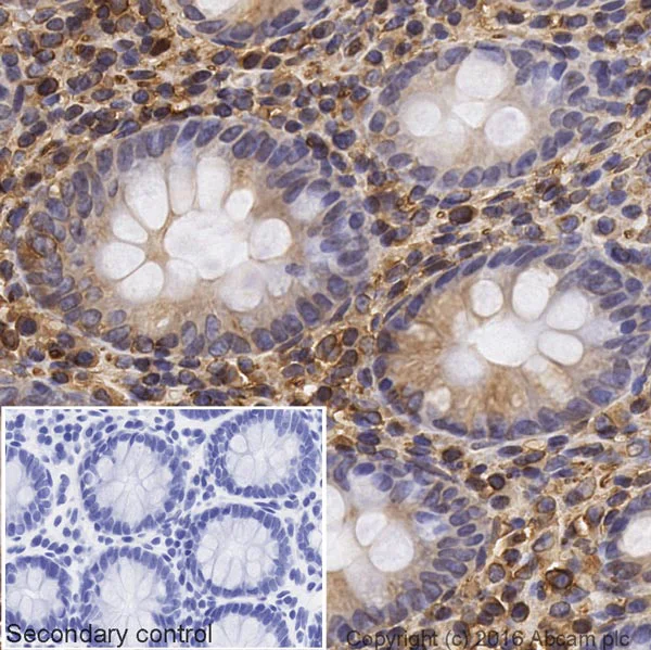 Immunohistochemistry (Formalin/PFA-fixed paraffin-embedded sections) - Goat Anti-Mouse IgG H&L (Biotin) (AB207996)