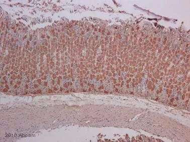 Immunohistochemistry (Formalin/PFA-fixed paraffin-embedded sections) - Goat Anti-Mouse IgG H&L (Biotin) (AB6788)