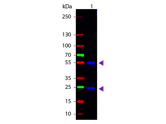 Western blot - Goat Anti-Mouse IgG H&L (Cy2 ®) preadsorbed (AB6944), expandable thumbnail