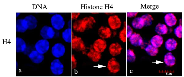 Immunocytochemistry/ Immunofluorescence - Goat Anti-Mouse IgG H&L (Cy3 ®) preadsorbed (AB97035)