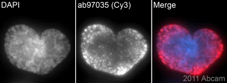 Immunocytochemistry/ Immunofluorescence - Goat Anti-Mouse IgG H&L (Cy3 ®) preadsorbed (AB97035)