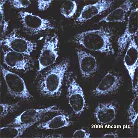 Immunocytochemistry - Goat Anti-Mouse IgG H&L (Cy5 ®) preadsorbed (AB6563), expandable thumbnail