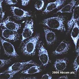 Immunocytochemistry - Goat Anti-Mouse IgG H&L (Cy5 ®) preadsorbed (AB6563)