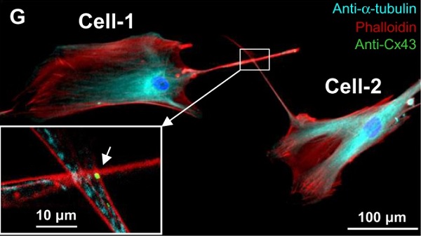 Immunocytochemistry/ Immunofluorescence - Goat Anti-Mouse IgG H&L (Cy5 ®) preadsorbed (AB6563), expandable thumbnail