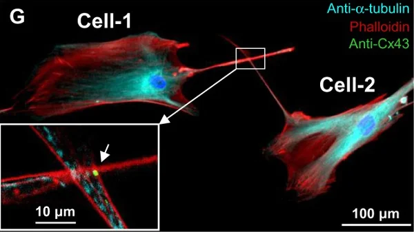 Immunocytochemistry/ Immunofluorescence - Goat Anti-Mouse IgG H&L (Cy5 ®) preadsorbed (AB6563)