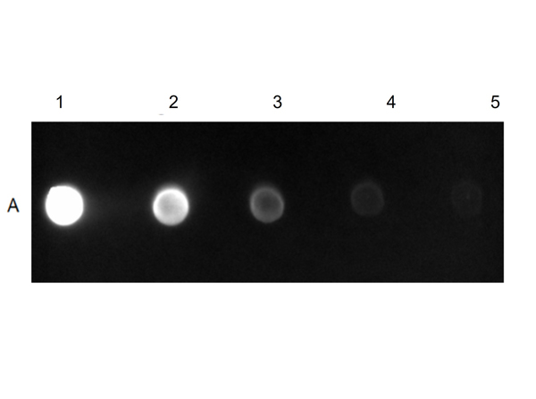 Dot Blot - Goat Anti-Mouse IgG H&L (FITC) (AB6785), expandable thumbnail