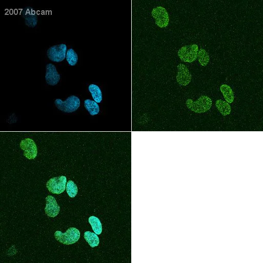 Immunocytochemistry/ Immunofluorescence - Goat Anti-Mouse IgG H&L (FITC) (AB6785)