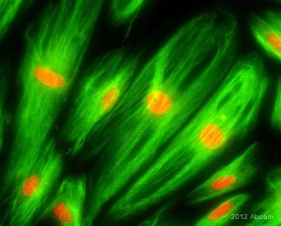 Immunocytochemistry/ Immunofluorescence - Goat Anti-Mouse IgG H&L (FITC) (AB6785)