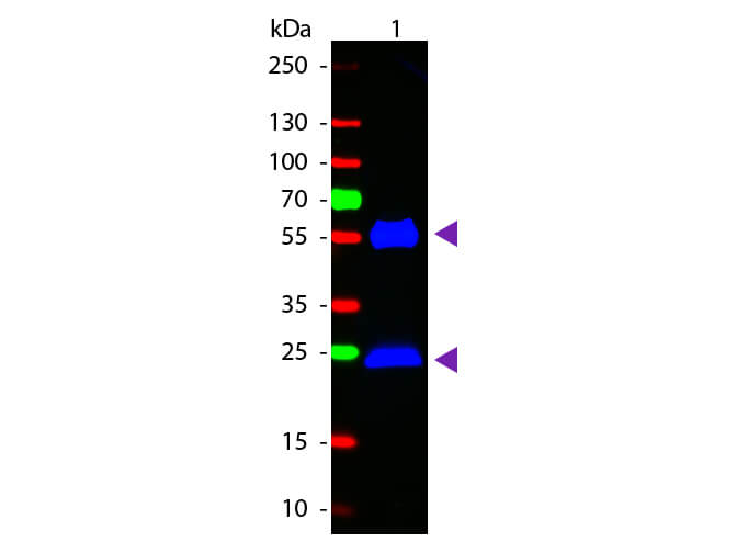 Western blot - Goat Anti-Mouse IgG H&L (FITC) (AB6785), expandable thumbnail