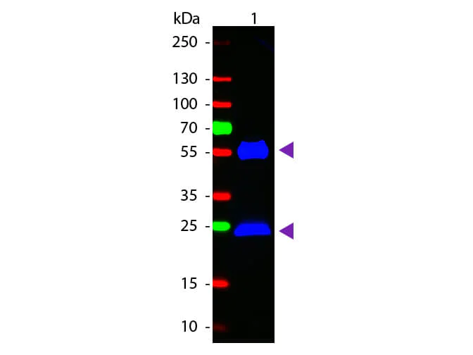 Western blot - Goat Anti-Mouse IgG H&L (FITC) (AB6785)