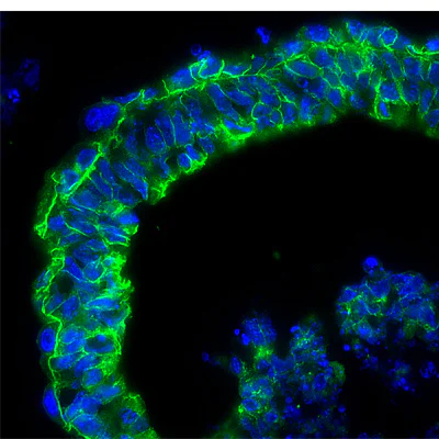 Immunohistochemistry (Frozen sections) - Goat Anti-Mouse IgG H&L (FITC) (AB97022)