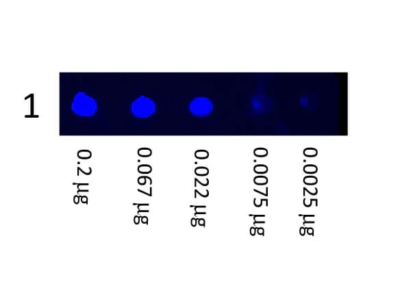 Dot Blot - Goat Anti-Mouse IgG H&L (FITC) preadsorbed (AB7064)