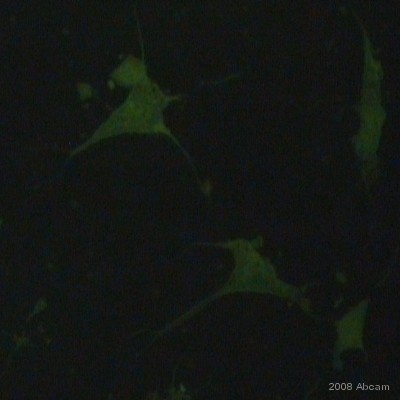 Immunocytochemistry/ Immunofluorescence - Goat Anti-Mouse IgG H&L (FITC) preadsorbed (AB7064)