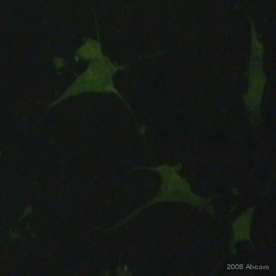 Immunocytochemistry/ Immunofluorescence - Goat Anti-Mouse IgG H&L (FITC) preadsorbed (AB7064)