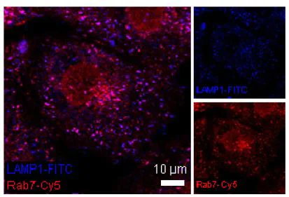 Immunocytochemistry/ Immunofluorescence - Goat Anti-Mouse IgG H&L (FITC) preadsorbed (AB7064)