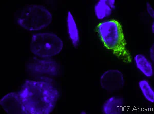 Immunohistochemistry (Formalin/PFA-fixed paraffin-embedded sections) - Goat Anti-Mouse IgG H&L (FITC) preadsorbed (AB7064)